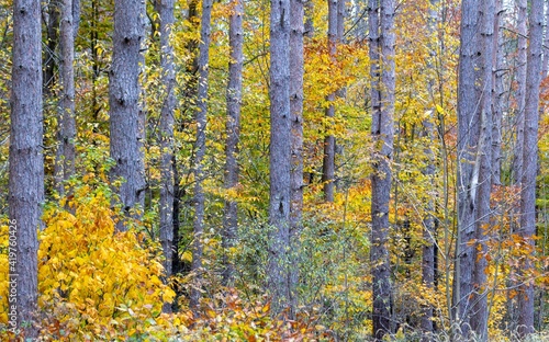 Colorful Forest in the Fall