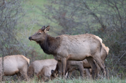 Cow Elk Herd © World Travel Photos