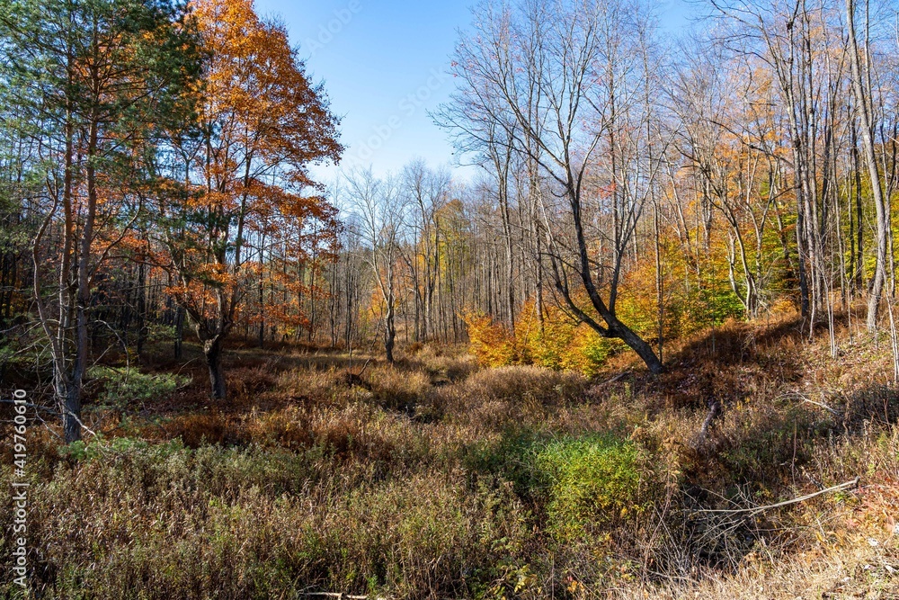 Marshy Wilderness in Fall Colors Marshy Wilderness in Fall Colors