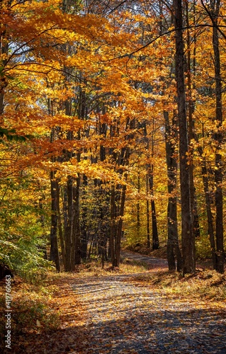 Fototapeta Naklejka Na Ścianę i Meble -  Road in the Autumn Forest