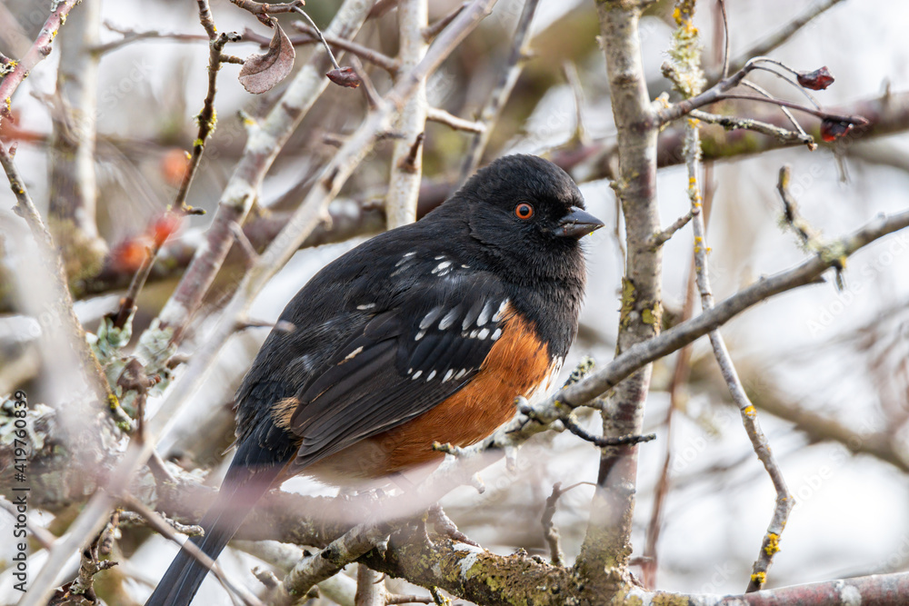 close up of a cute chubby towhee bird resting on the leafless branch in the park close up of a cute chubby towhee bird resting on the leafless branch in the park