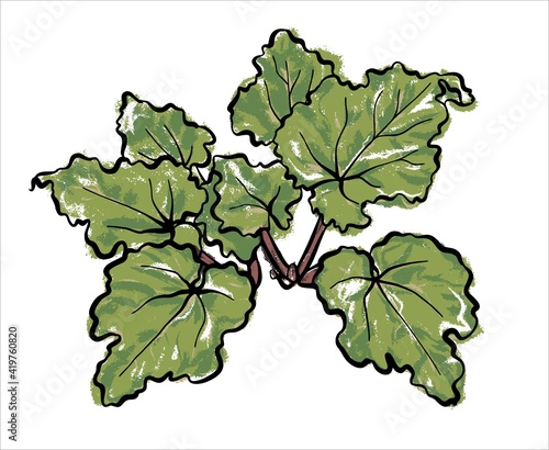 The buThe bush of the useful plant Rhubarb. Illustration sketch on an isolated background, vector.sh of the useful plant Rhubarb. Illustration sketch. photo