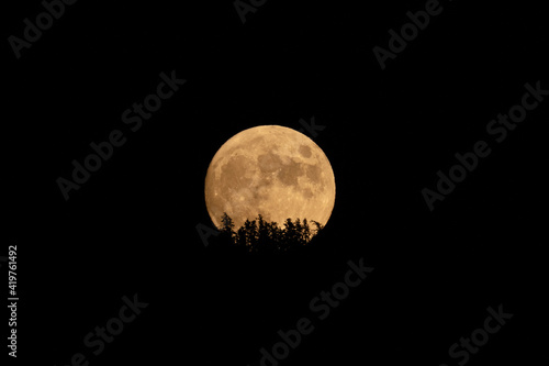 Quadro su tela large orange full moon rising behind silhouette of trees in the black night sky