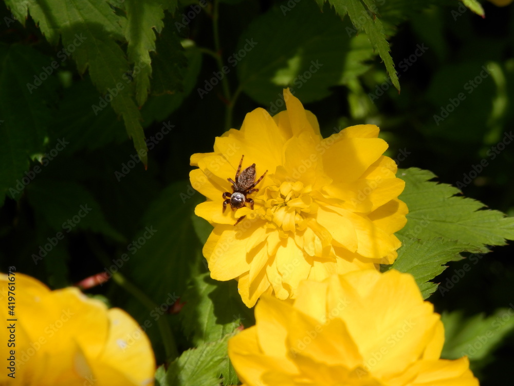 ヤエヤマブキの花に乗っているマミジロハエトリ ヤエヤマブキの花に乗っているマミジロハエトリ