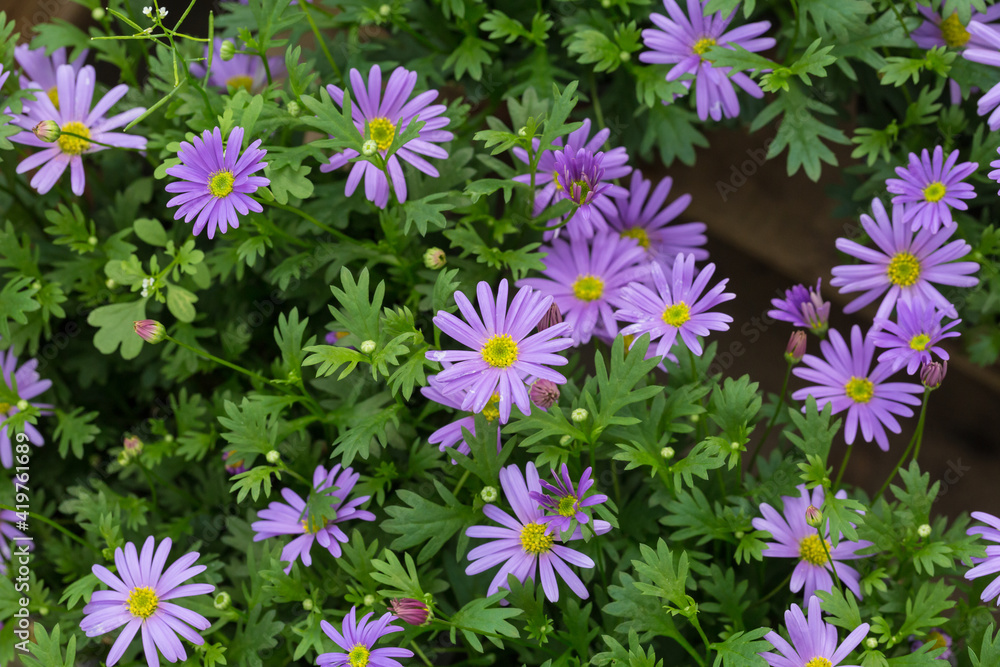 Blooming purple flowers Dutch daisy and green leaves,Symphyotrichum novibelgiiG.L.Nesom
Blooming purple flowers Dutch daisy and green leaves,Symphyotrichum novibelgiiG.L.Nesom
