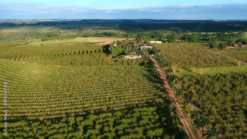 aerial view of green coffee field and country road in Brazil aerial view of green coffee field and country road in Brazil