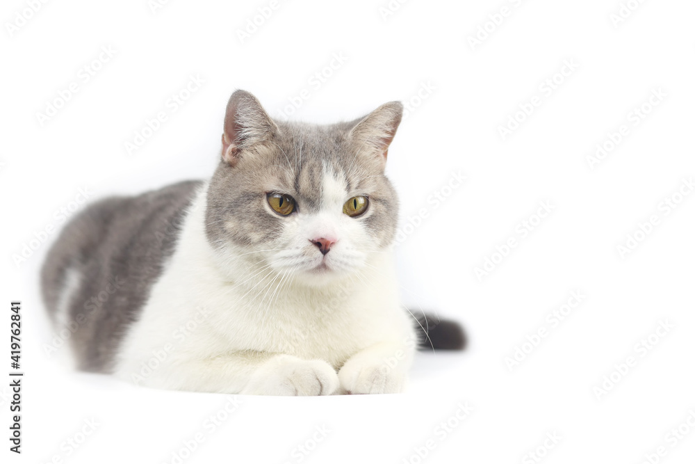 Scottish Fold cat are sitting on white background. Tabby cat isolate on white background.