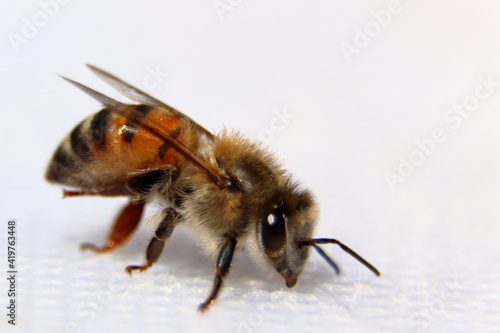 una abeja con fondo blanco en macro