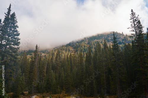 Fototapeta Naklejka Na Ścianę i Meble -  Mountainous Pine tree forrest envelopped in fog.