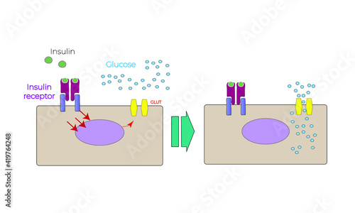 Insulin signaling [Glucose and GLUT]