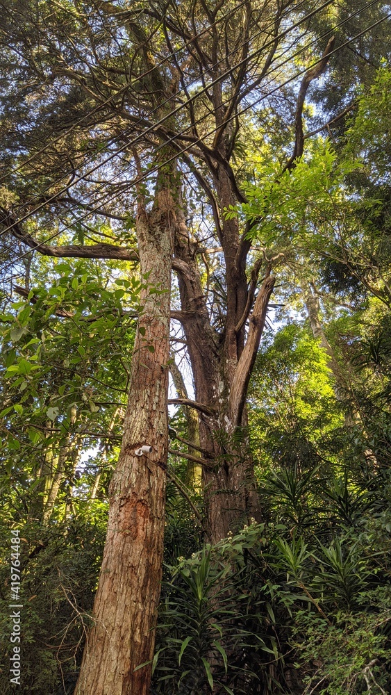 Fototapeta premium trees in the forest