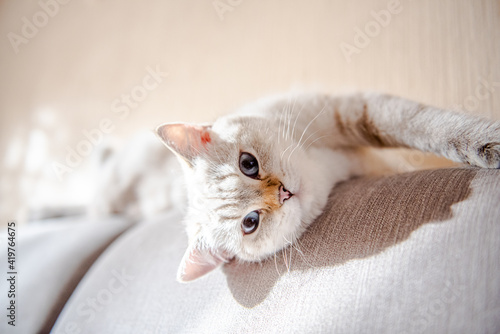 A cat of white color of the British breed lies on a gray sofa and looks at the camera