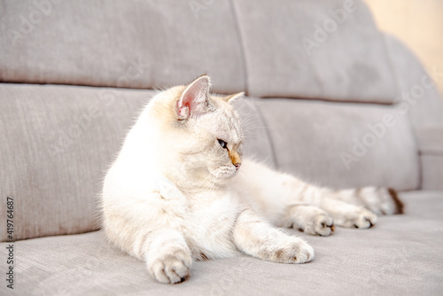A cat of white color of the British breed lies on a gray sofa © Inna Tolstorebrova