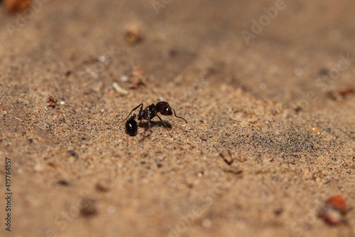 ant lying on the ground in a wounded condition