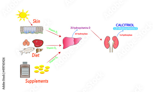 Vitamin D metabolism