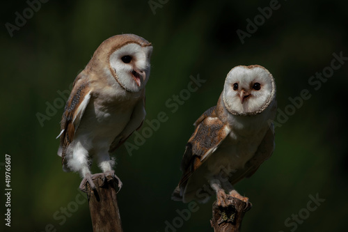 Two Barn owls (Tyto alba) sitting on a branch. Dark green background. Noord Brabant in the Netherlands. 