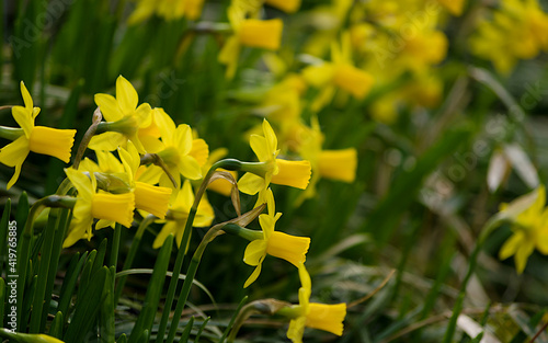 yellow daffodil flowers © osamu sakairi