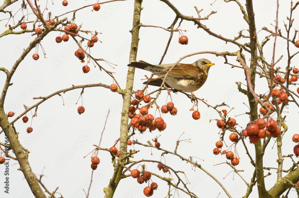 Bird Thrush who loves to eat mountain ash.