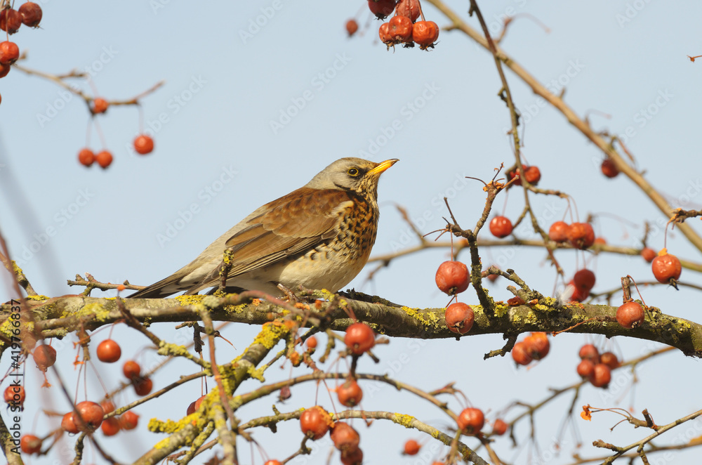 Bird Thrush who loves to eat mountain ash.