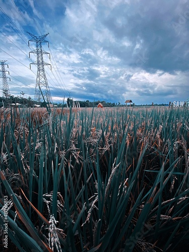 rice in the ricefielfd photo