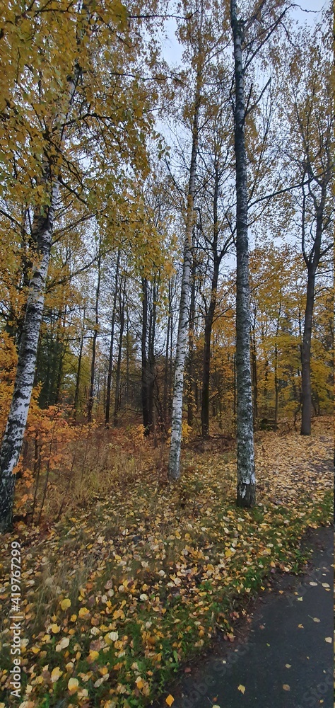 autumn in forest