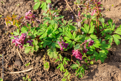 Purple corydalis flowers in forest at spring