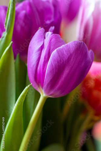 Blooming tulip close-up on a blurred background. 