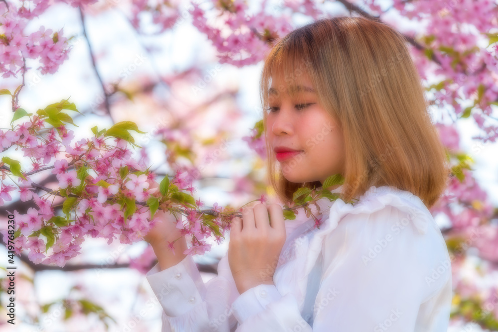 Fototapeta premium 河津桜と若い女性