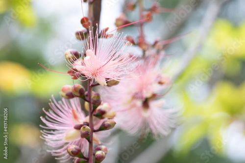 Barringtonia racemosa photo