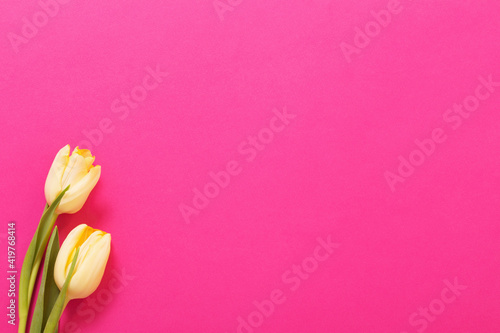 Fototapeta Naklejka Na Ścianę i Meble -  two yellow tulips on pink background