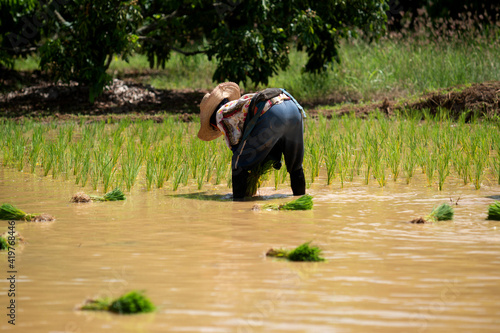 Thai farmer women planted rice seedlings In the field