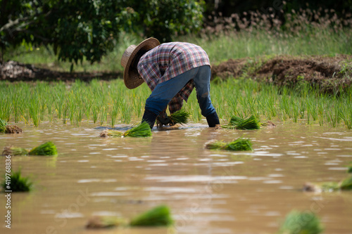 Thai farmer women planted rice seedlings In the field
