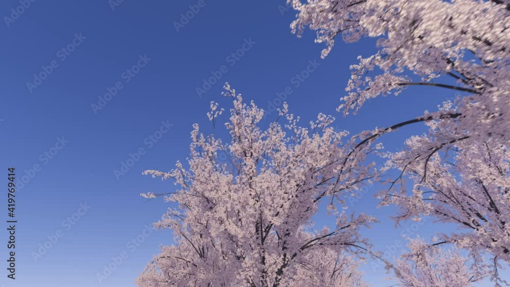 青空と風にそよぐ満開の桜並木 / 歩き撮りモーション / 3Dモーショングラフィックス / The blue sky and the cherry blossom trees in full bloom. 3D rendering animation. 青空と風にそよぐ満開の桜並木 / 歩き撮りモーション / 3Dモーショングラフィックス / The blue sky and the cherry blossom trees in full bloom. 3D rendering animation.