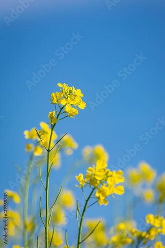 Fototapeta Naklejka Na Ścianę i Meble -  Beautiful yellow and green mustard flowers