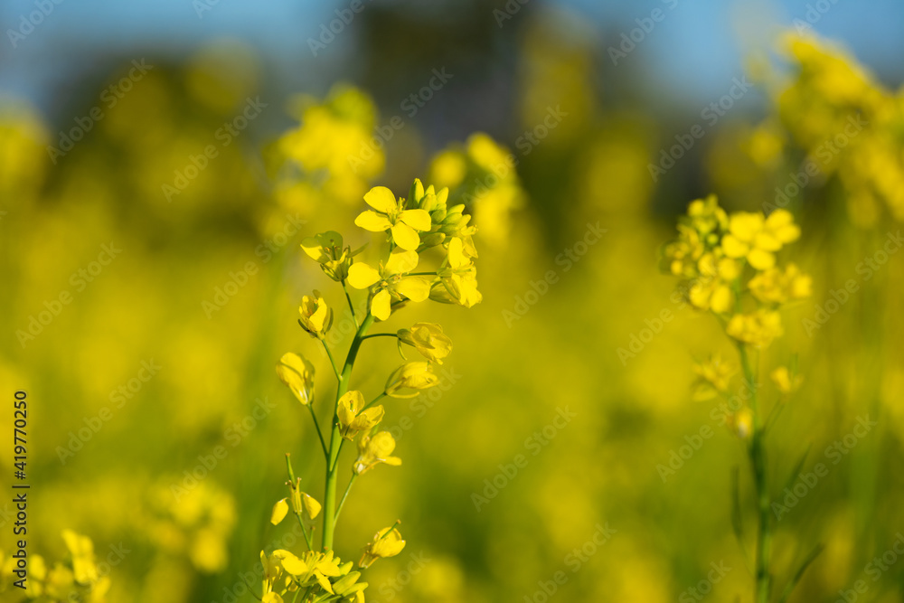 Obraz premium Beautiful yellow and green mustard flowers