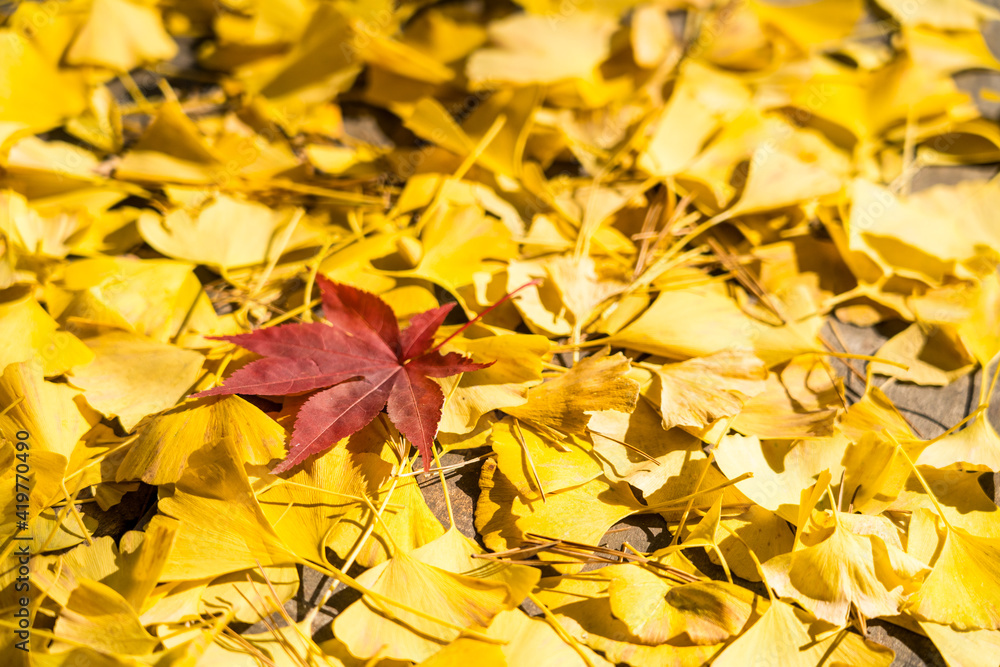 Red maple autumn leaf surrounded with yellow ginkgo biloba leaves falling on the garden Red maple autumn leaf surrounded with yellow ginkgo biloba leaves falling on the garden