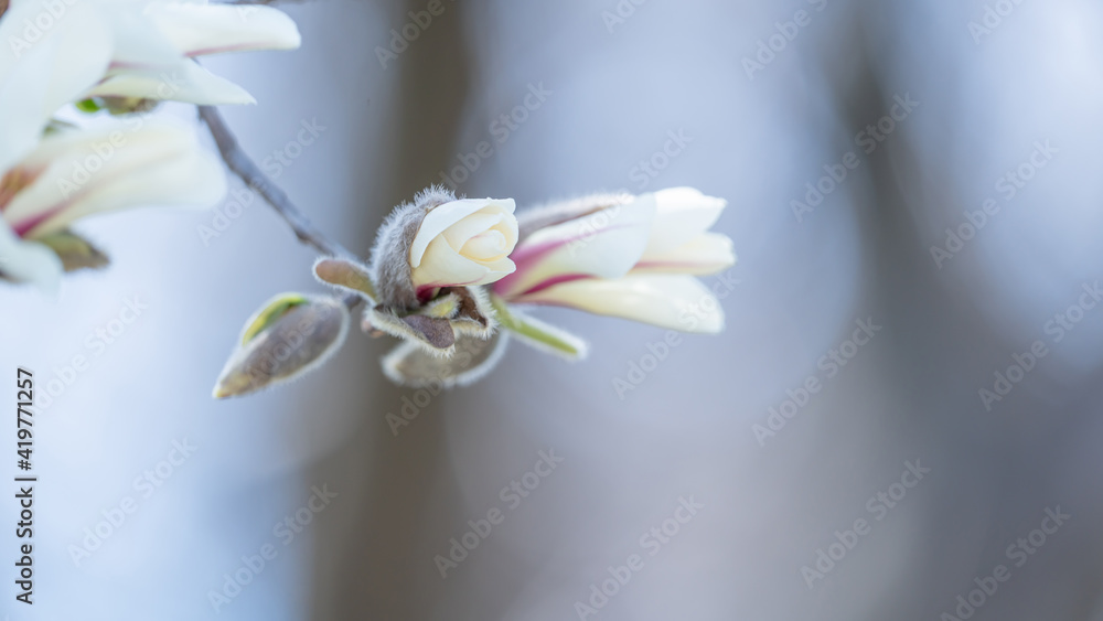 Obraz premium Flores.