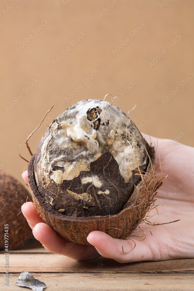 A man's hand holds a spoiled coconut with mold. Ugly food A man's hand holds a spoiled coconut with mold. Ugly food