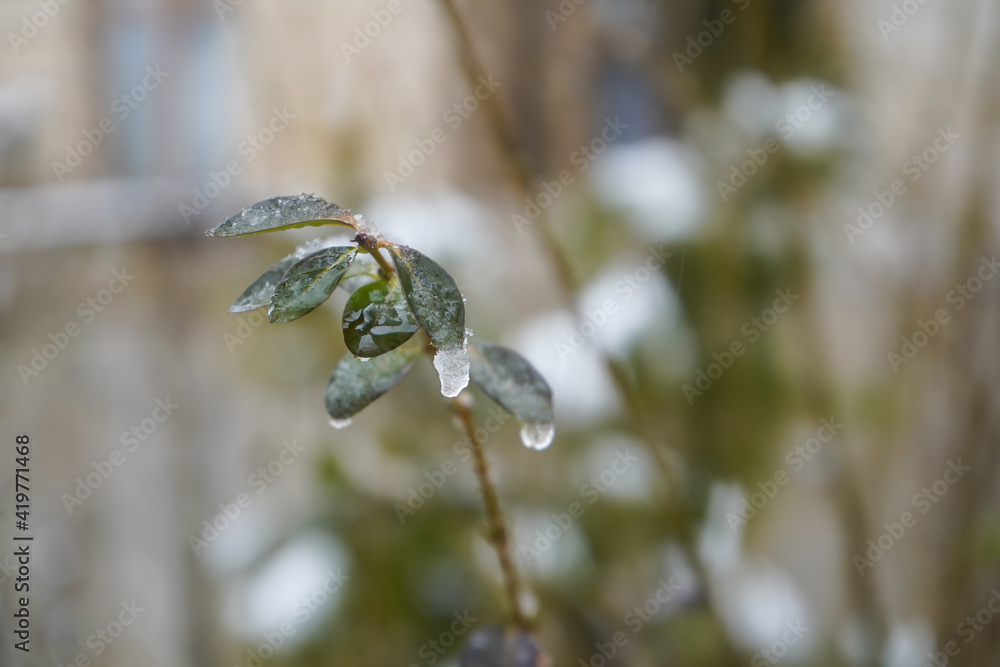 Fototapeta premium Leaves covered with ice in the cold season. Outdoor photography.