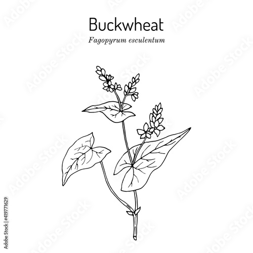 Buckwheat Fagopyrum esculentum , kitchen and medicinal plant