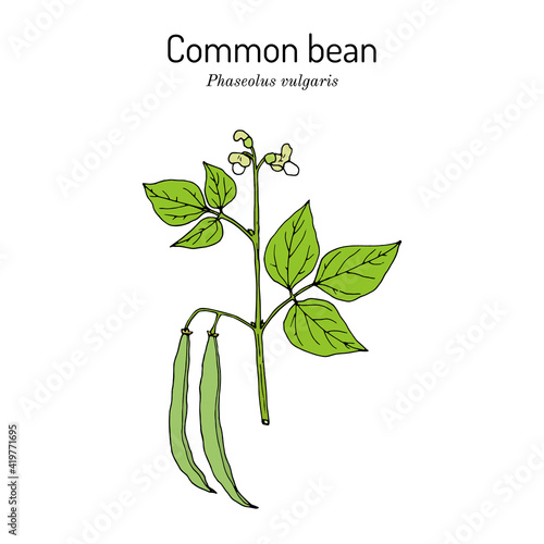 Common bean Phaseolus vulgaris , Hand drawn botanical vector illustration