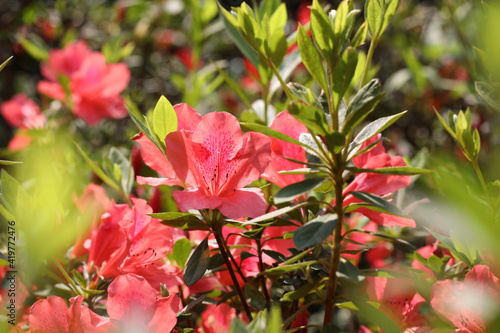 pink rose bush