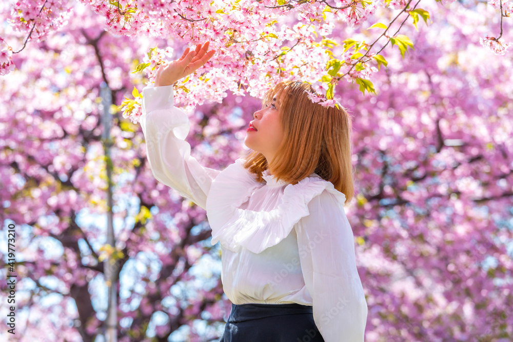 河津桜と若い女性 河津桜と若い女性