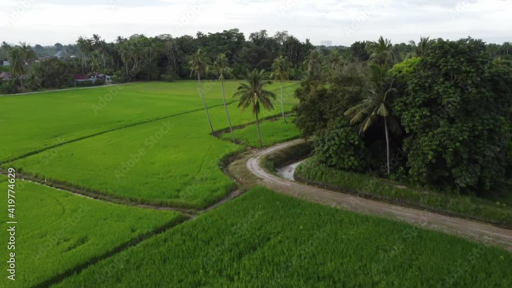 Panoramic view of green lawn of paddy field and coconut tree