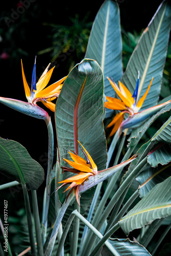 bird of paradise photo