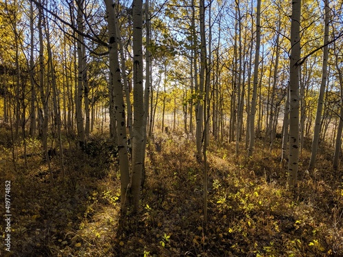 Autumn in the forest