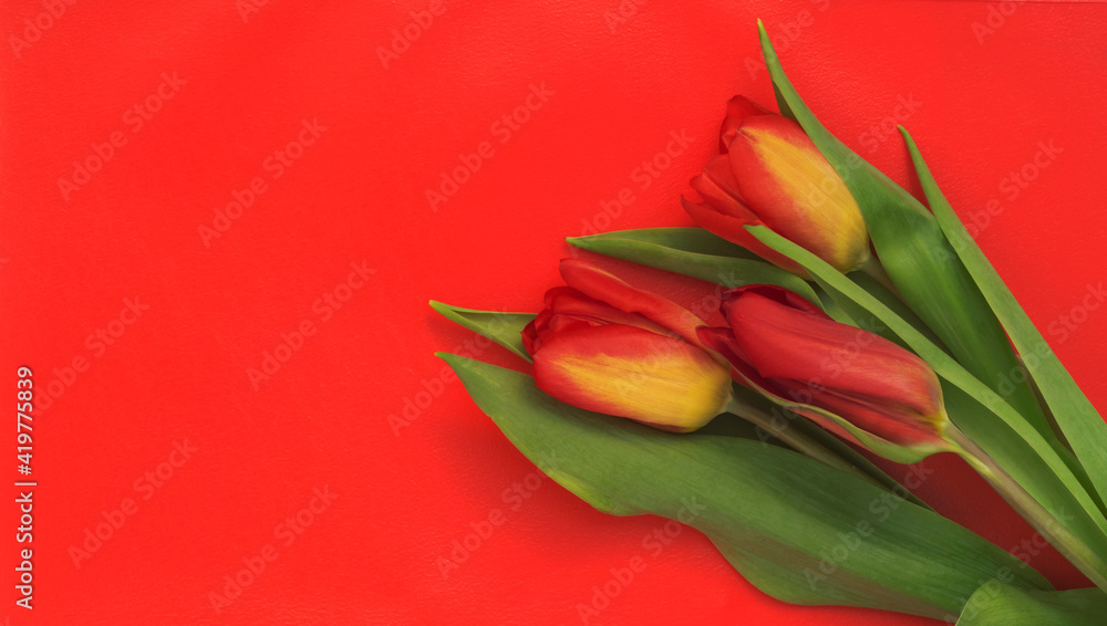 Colorful bouquet of tulips on a red background with a copy of the space Colorful bouquet of tulips on a red background with a copy of the space