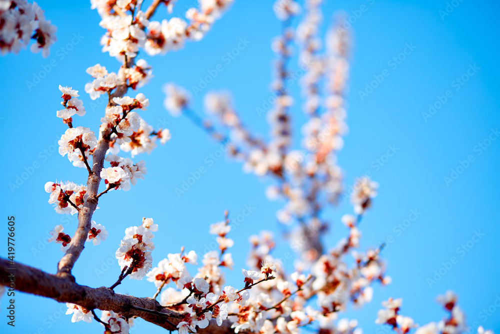 Blossom tree with copy space on blue sky background Blossom tree with copy space on blue sky background