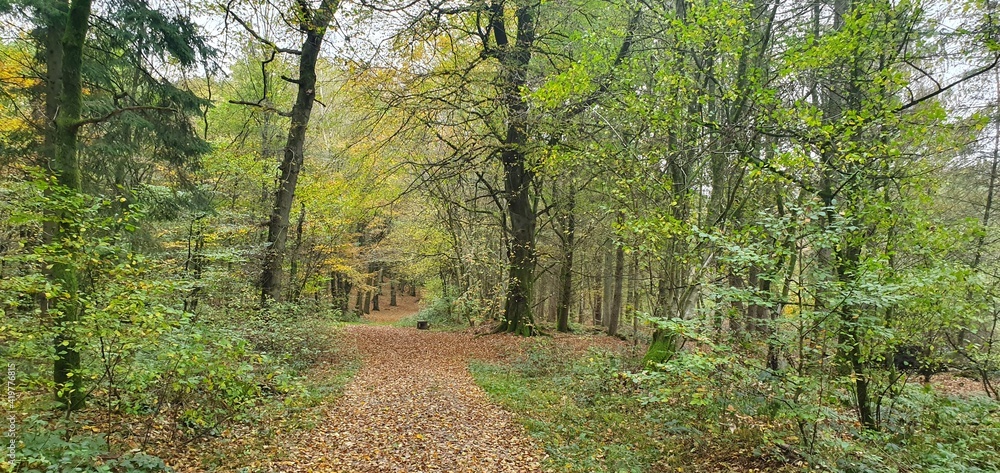 Obraz premium forest