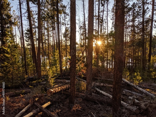 Sunset thru the trees